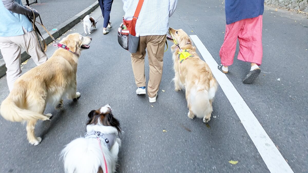 一緒に朝のお散歩