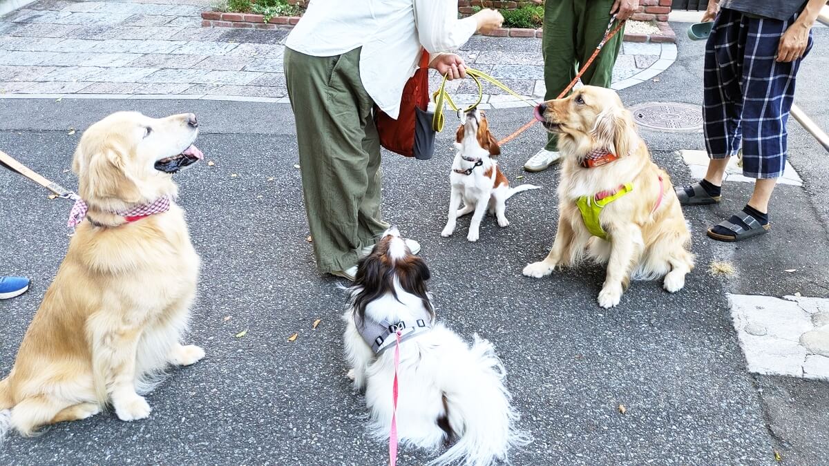 おやつを待つ4頭の犬