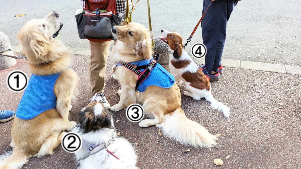 順番に並ぶ4頭の犬