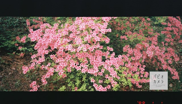 f:id:papiocamera:20200612144144j:plain