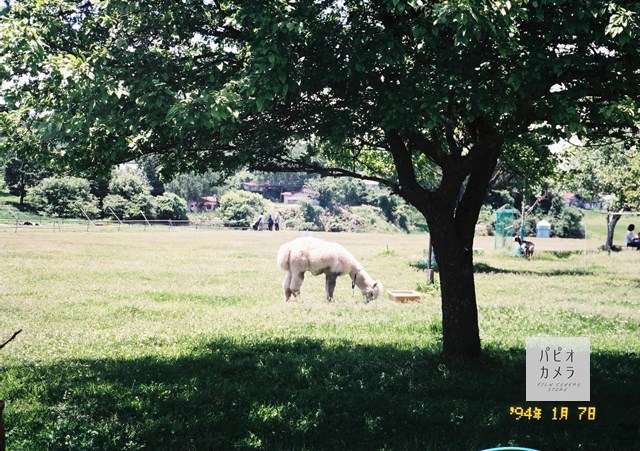 f:id:papiocamera:20200630150052j:plain