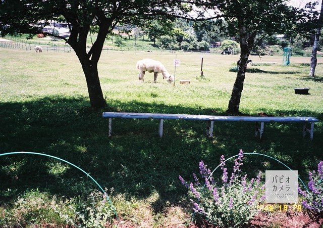 f:id:papiocamera:20200630150105j:plain