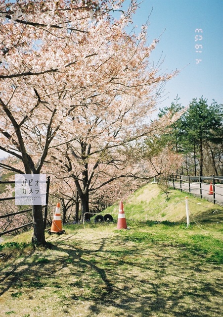 桜を撮るフィルム選びのご参考に！：フィルム別作例 - 〔BLOG〕パピオ