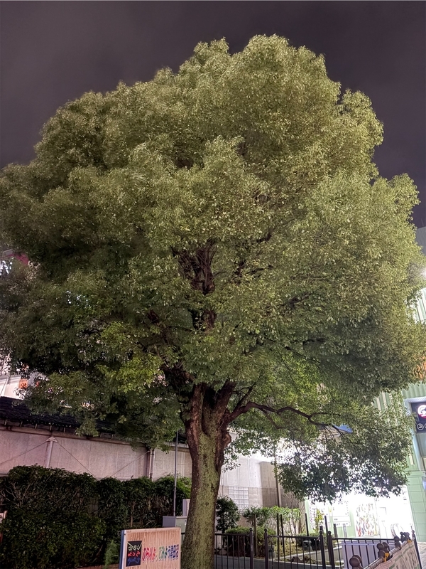 f:id:papipirka:20260917225931j:image