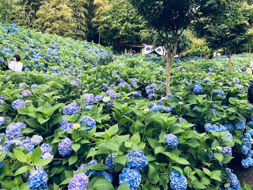 絶景 秋田県男鹿市のアジサイ寺に行く 知識の塵の中に蟄居していても宇宙の秘密を知悉することはできない