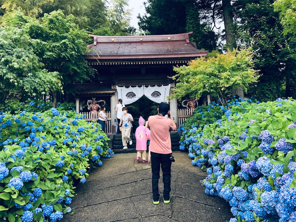 絶景 秋田県男鹿市のアジサイ寺に行く 知識の塵の中に蟄居していても宇宙の秘密を知悉することはできない