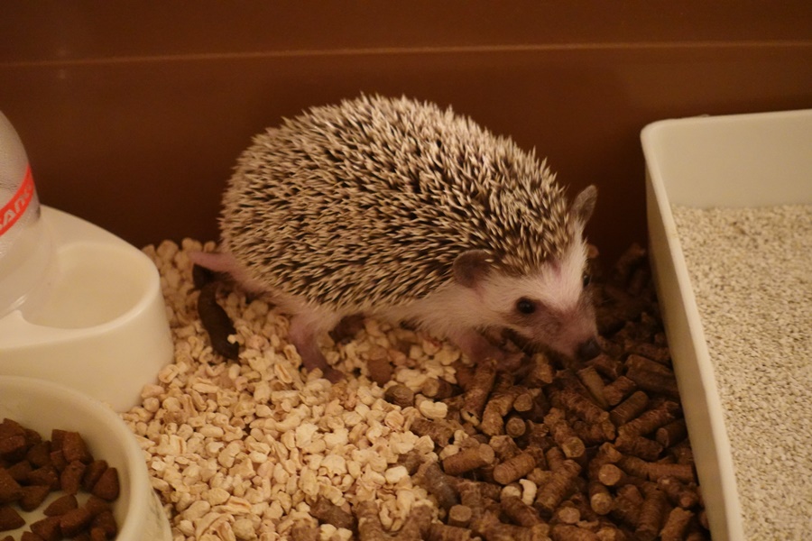 f:id:papurutentakuru:20201013055026j:plain f:id:papurutentakuru:20201013055026j:plain