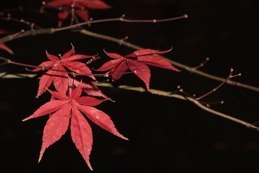 f:id:papurutentakuru:20211110125057j:plain