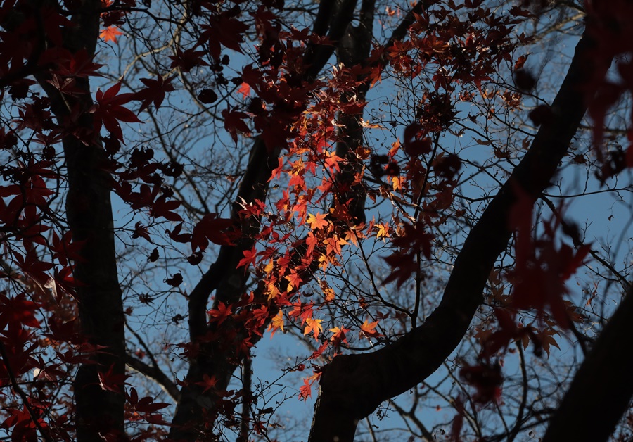 f:id:papurutentakuru:20211117143225j:plain