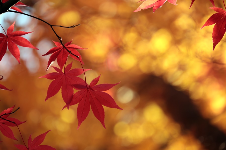 f:id:papurutentakuru:20211117145106j:plain