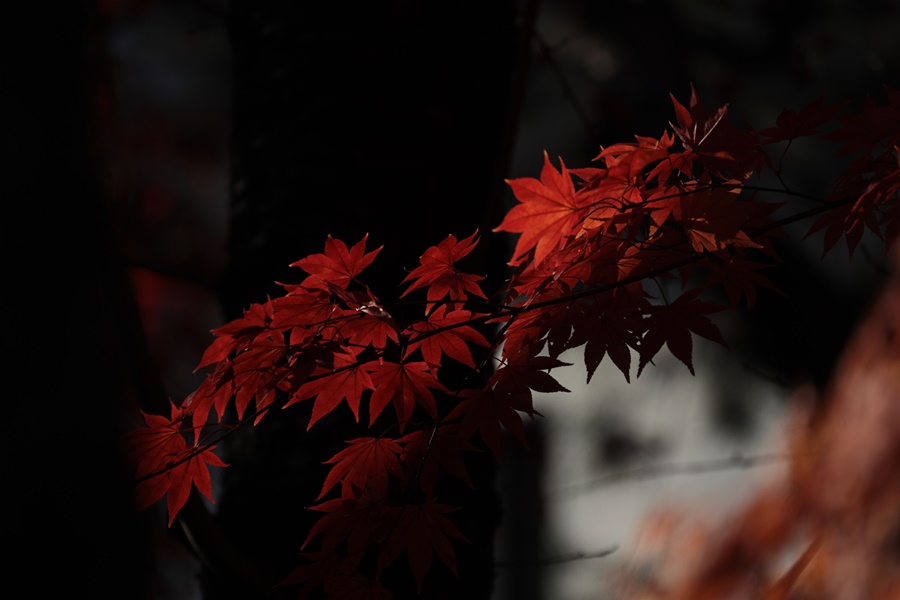 f:id:papurutentakuru:20211117145448j:plain