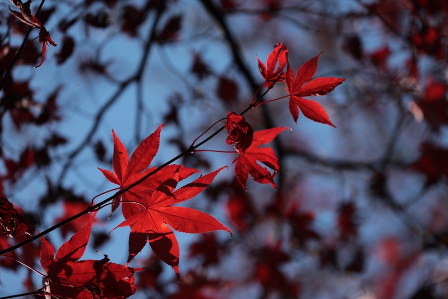 f:id:papurutentakuru:20211117145632j:plain