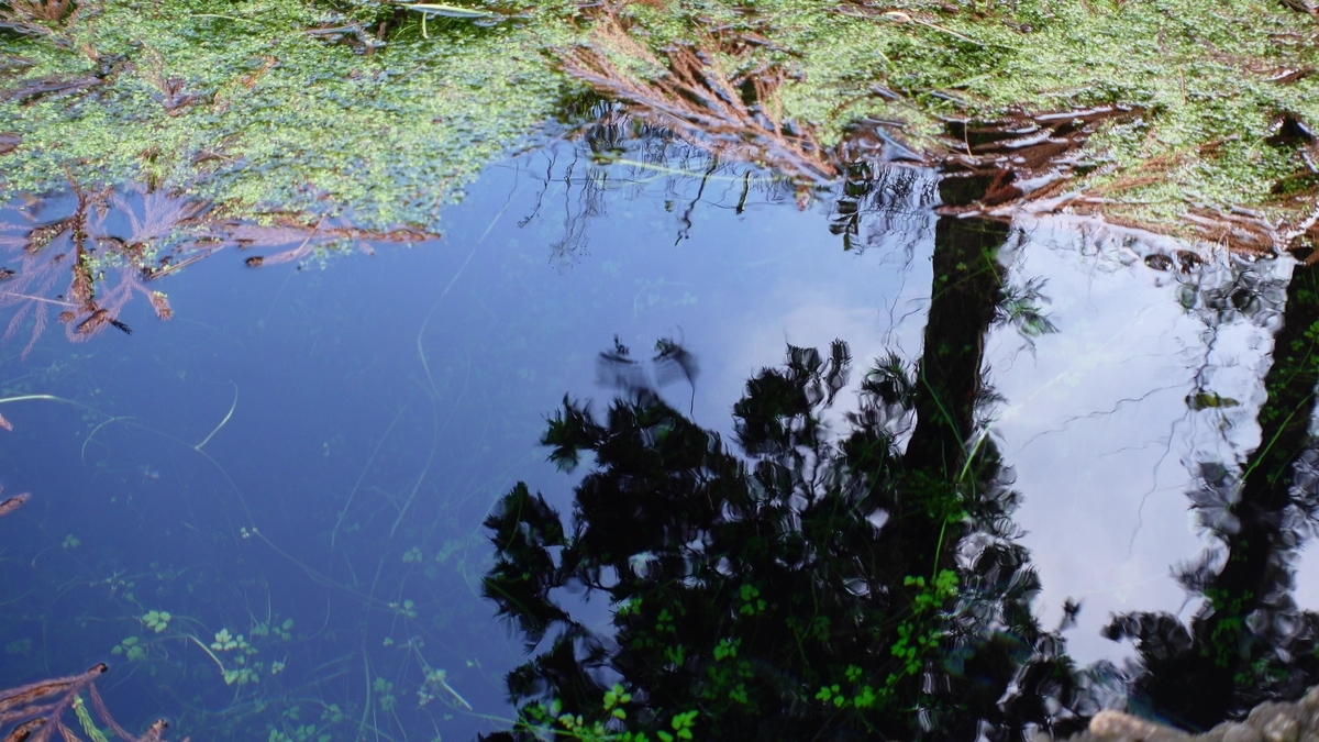 f:id:papurutentakuru:20211201130825j:plain