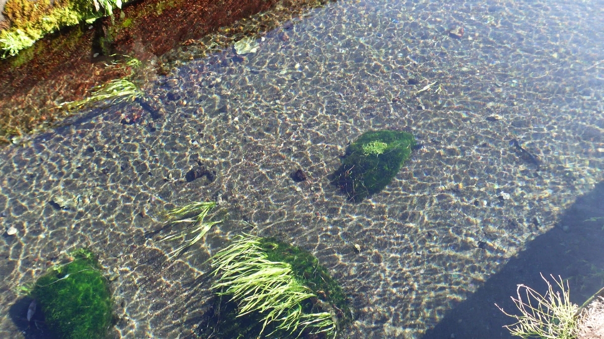 f:id:papurutentakuru:20211201131912j:plain