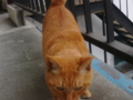 頭突き猫