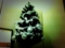 気の早いクリスマスツリー