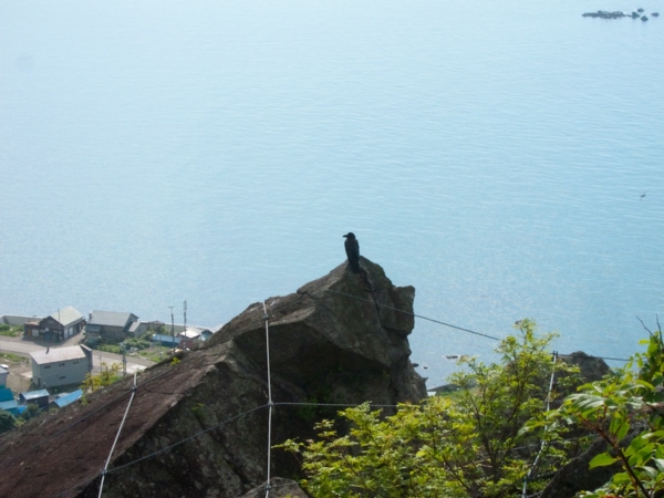 雄冬岬とカラス