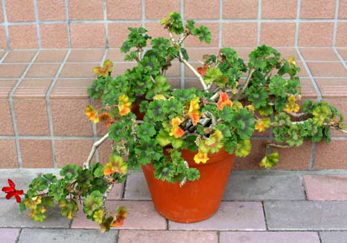 f:id:par321:20160416224637j:plain