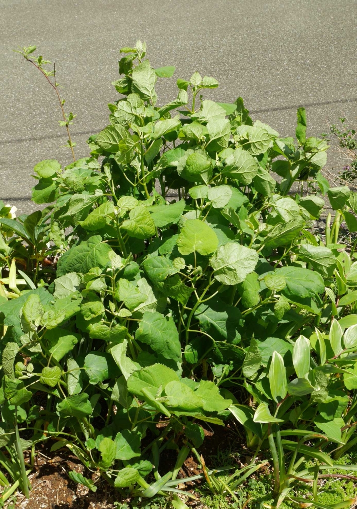ハルジオンは貧乏草（びんぼうぐさ）って呼ばれてたなぁ～ - 花