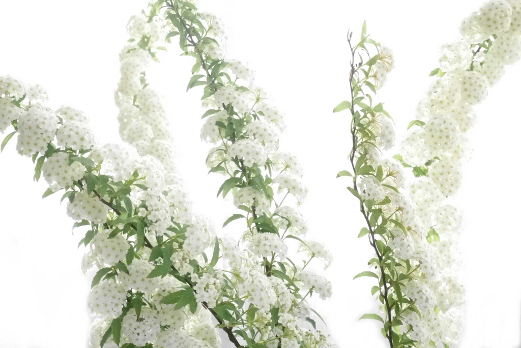 f:id:par321:20160505130129j:plain f:id:par321:20160505130129j:plain