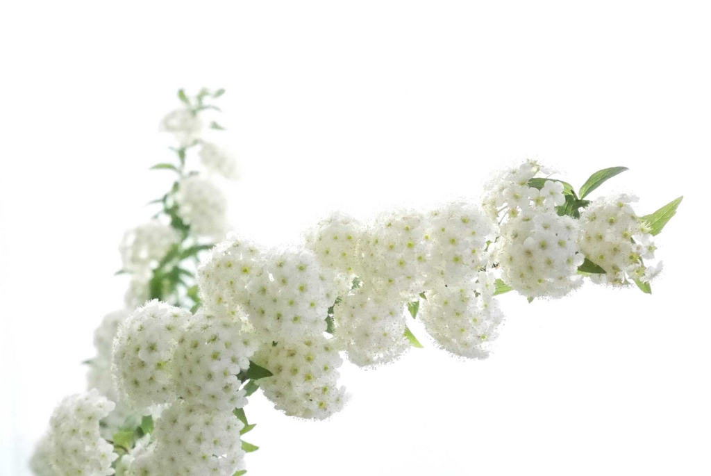 f:id:par321:20160505130149j:plain f:id:par321:20160505130149j:plain