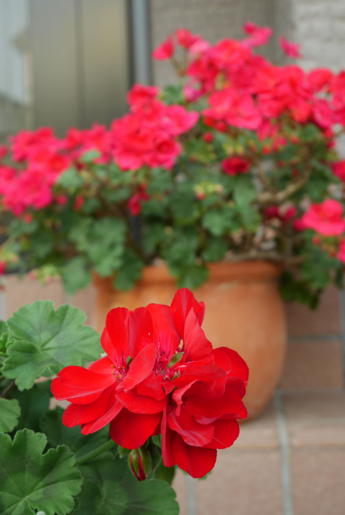 f:id:par321:20160507185642j:plain