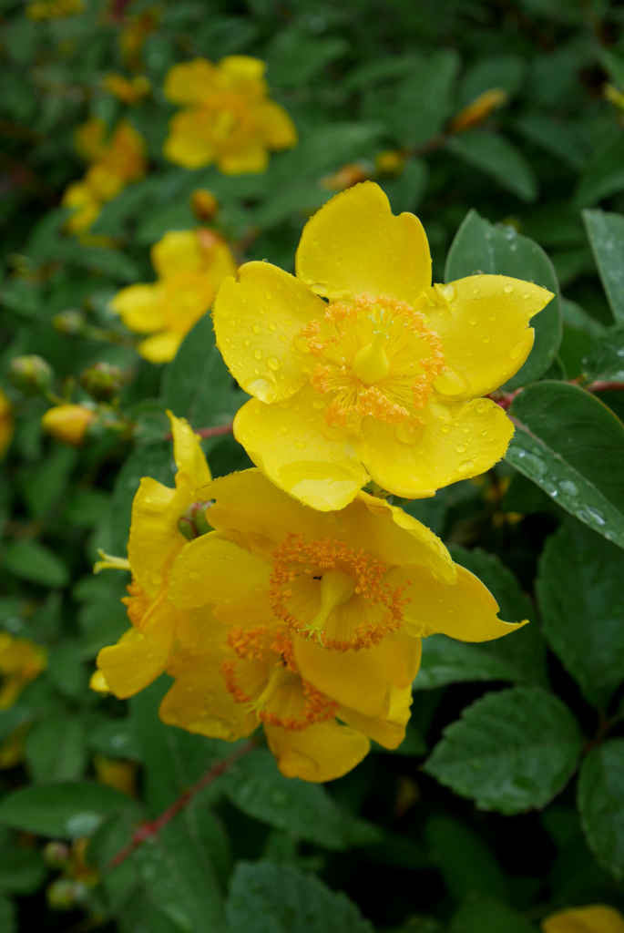 f:id:par321:20160609214752j:plain