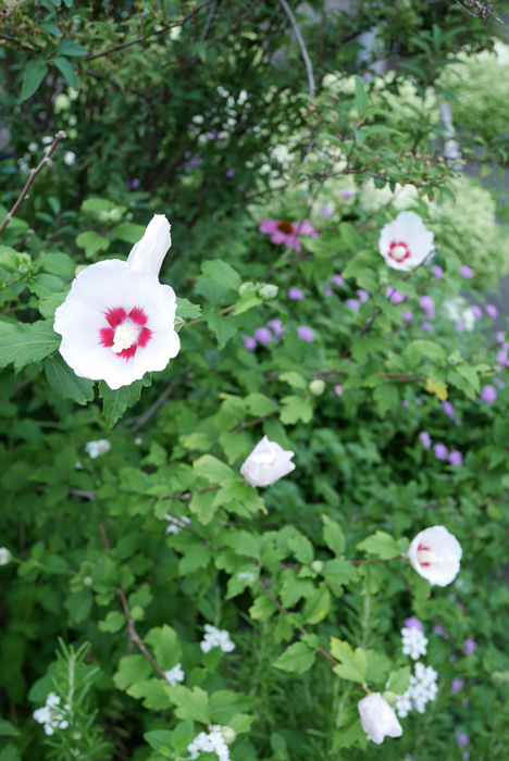 f:id:par321:20160709142254j:plain