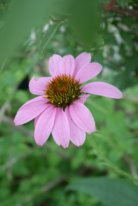 f:id:par321:20160709142257j:plain