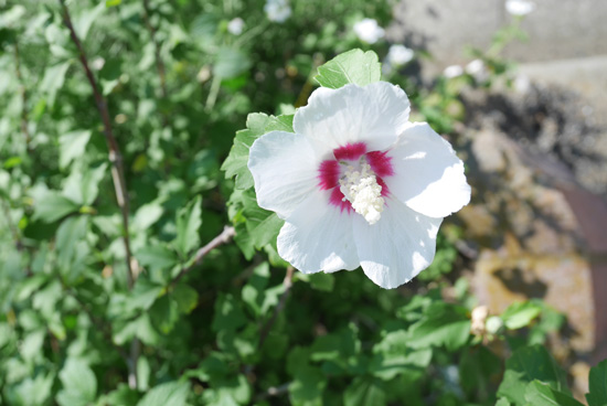 f:id:par321:20160716085835j:plain