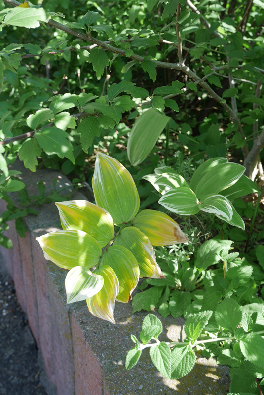 f:id:par321:20160716085837j:plain