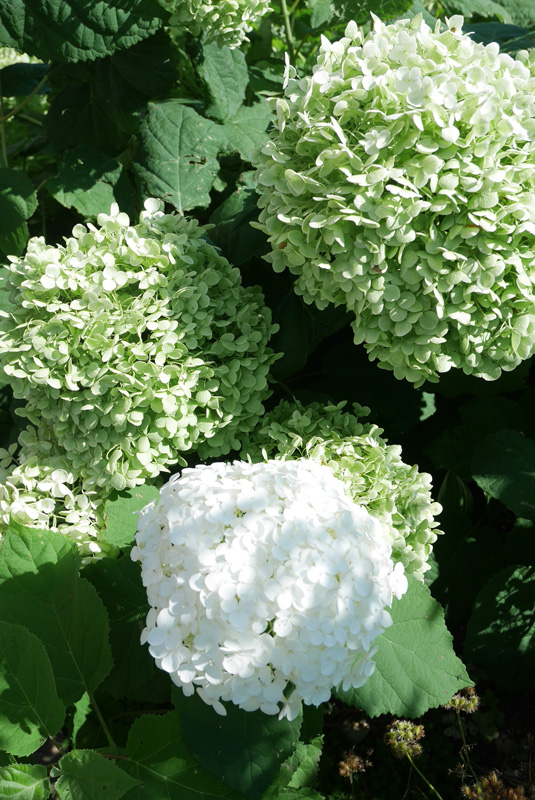 f:id:par321:20160716085840j:plain