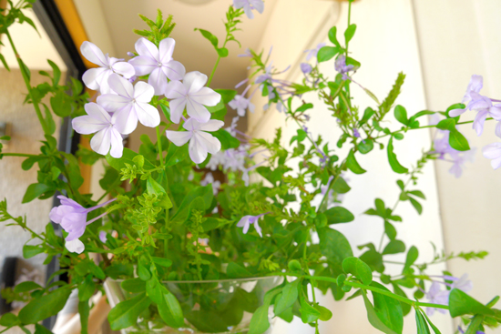 f:id:par321:20160923174755j:plain