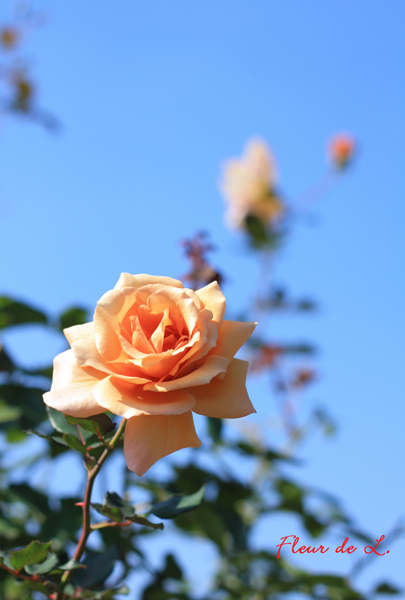 f:id:par321:20161020000925j:plain