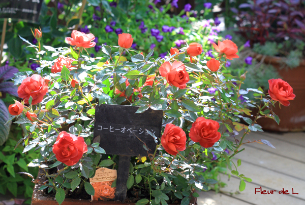 f:id:par321:20161020002242j:plain