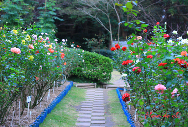 f:id:par321:20161021201917j:plain