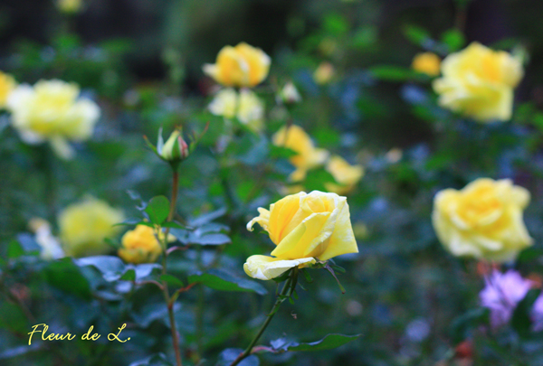 f:id:par321:20161021202553j:plain