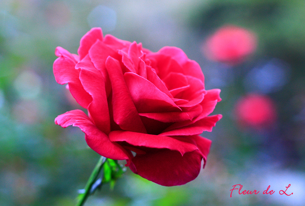 f:id:par321:20161021202610j:plain