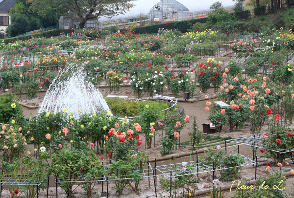 f:id:par321:20161027125121j:plain