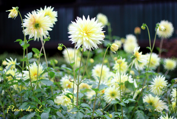 f:id:par321:20161027125943j:plain