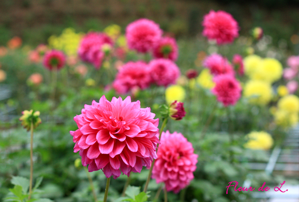 f:id:par321:20161027125945j:plain