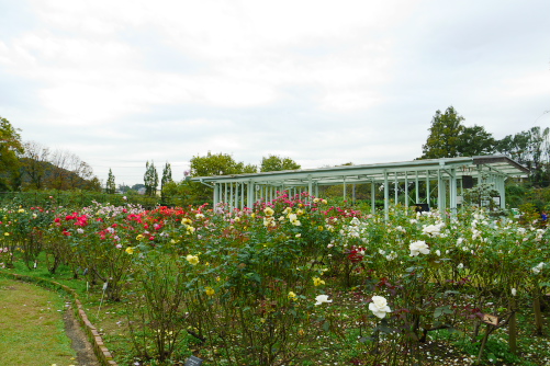 f:id:par321:20161029225814j:plain