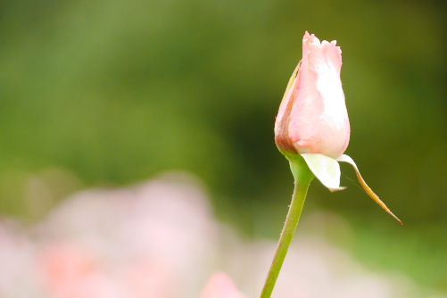 f:id:par321:20161029231748j:plain