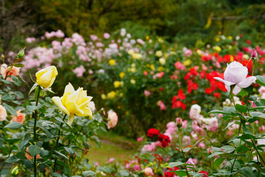 f:id:par321:20161029231806j:plain