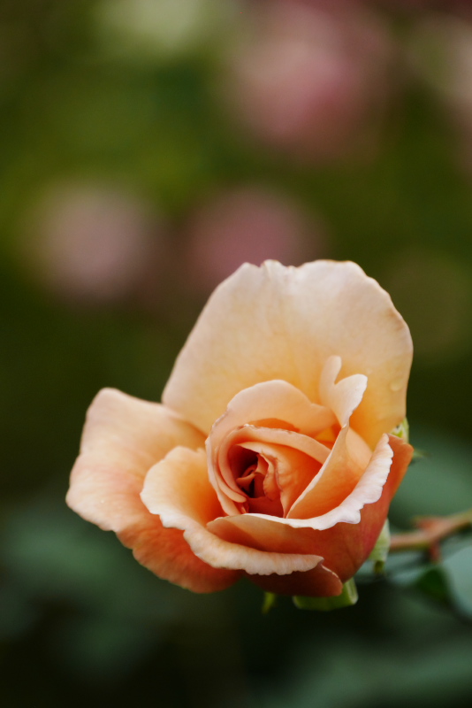 f:id:par321:20161029232456j:plain