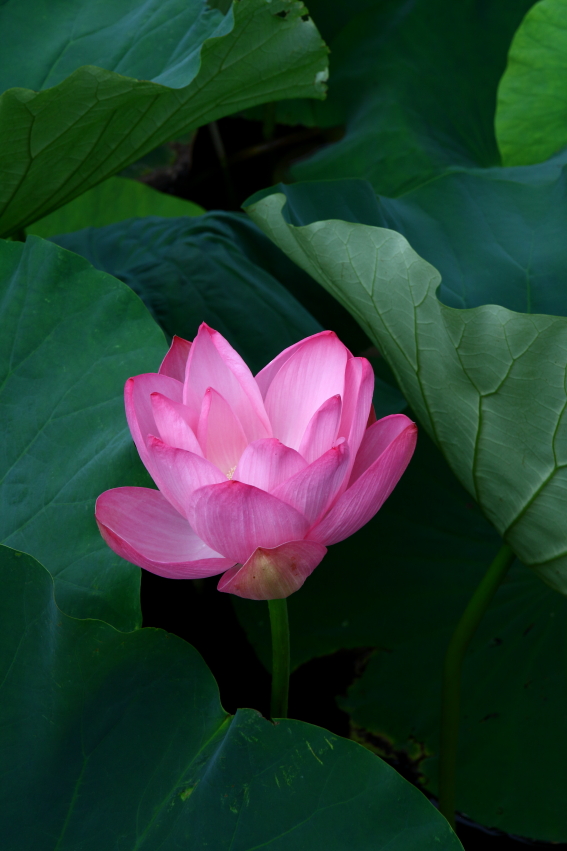 f:id:par321:20170722182041j:plain