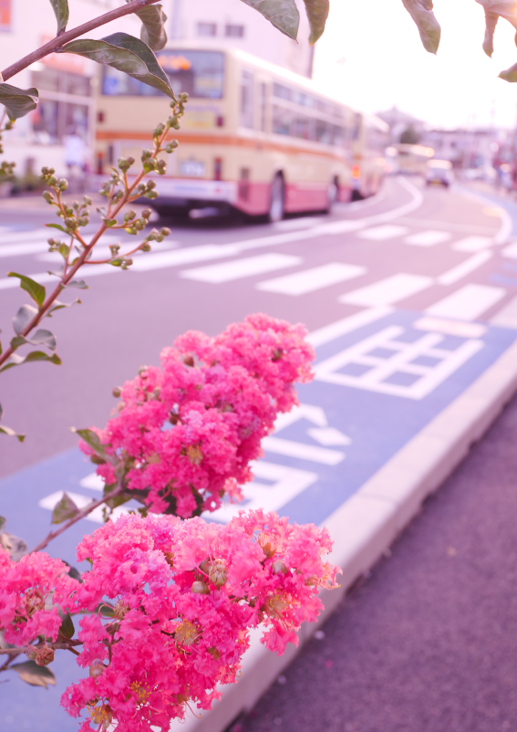 サルスベリと湘南の街並みを撮影 花が好き サルスベリと湘南の街並みを撮影 花が好き