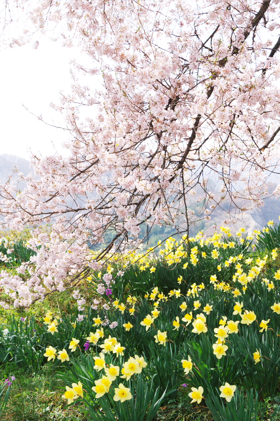 f:id:par321:20180419214636j:plain