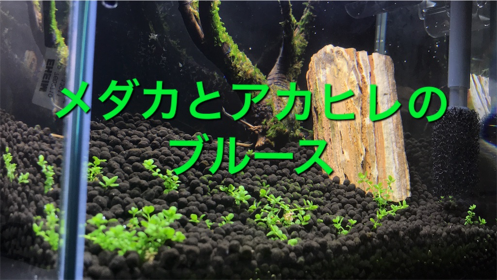 f:id:para-aqua:20180927114008j:image f:id:para-aqua:20180927114008j:image