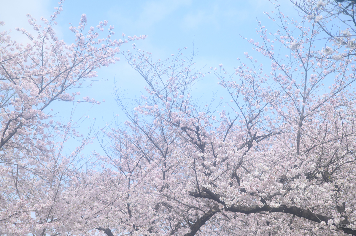 f:id:parabellme:20220331235221j:plain
